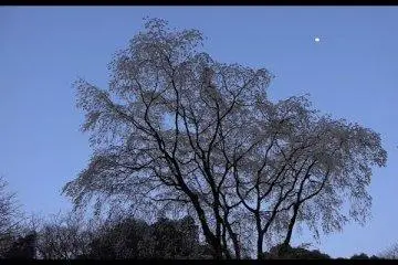 Yozakura di Taman Rikugien