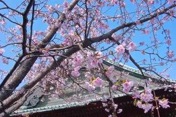 Spring-time at Gokukuji Temple (Photo: Manish)