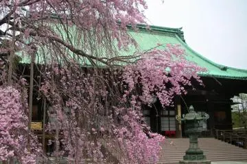 Cherry blossoms on the temple grounds (Photo: Manish)