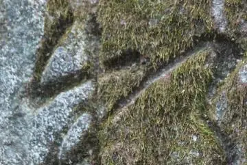 In Japan, moss on your "wa" is a good thing.