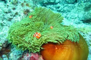 Clownfish - hiding or attacking?