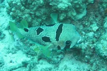 A porcupine fish swims slowly past