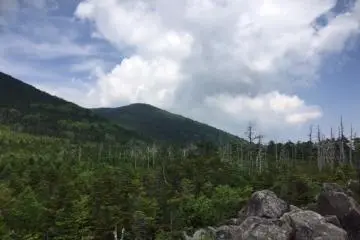 Fir wave