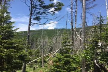 Inside the fir wave