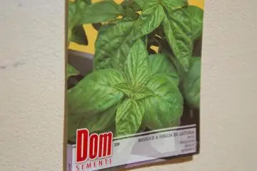 Basil seed package brought back from Italy