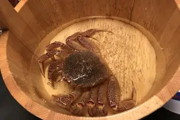 Un crabe velu vivant