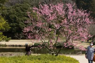 เทศกาลชมดอกบ๊วยบานที่เมืองมิโตะ