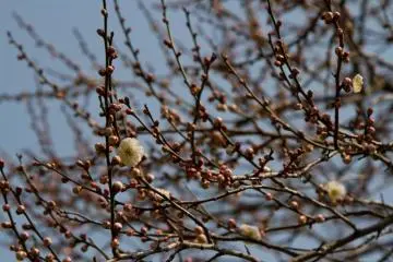 Certains arbres sont sur le point de fleurir