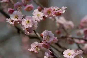 Et d'autres sont complètement fleuris