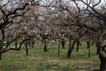 Le verger de pruniers du jardin historique