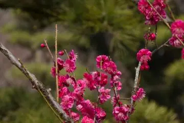 Le vert et le rose foncé, ma combinaison de couleurs favorite