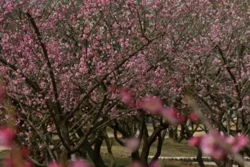 Mais c'est aussi magnifique tout en rose