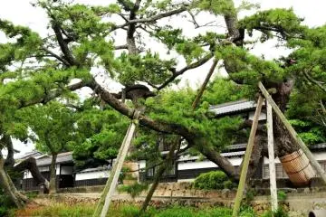 Samurai residences in Matsue city