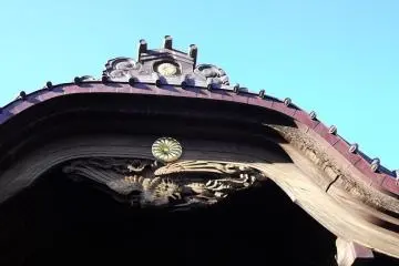 An angry-looking bird runs a beady eye over visitors