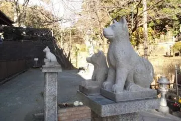 Cats and dogs, keeping a cautious distance from each other