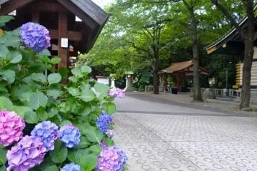 Beautiful hydrangeas on the shrine grounds