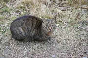 <p>Le port que l'on traverse pour rejoindre la saline abrite une large population de chat</p>
