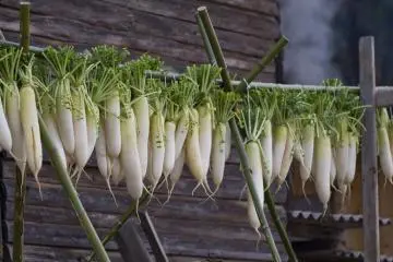 <p>Des radis daikon suspendus pour s&eacute;cher</p>
