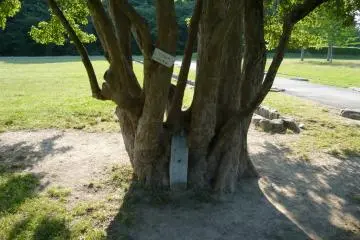 Ruins embedded in a tree