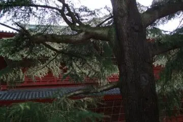 Huge 150 year old cedar near the temple's front gate