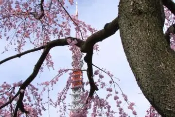 Tokyo's Zojo-ji Temple in Spring
