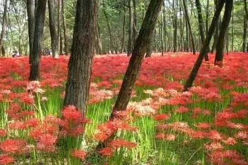 Photo: <a href="https://en.japantravel.com/saitama/manjushage-festival-koma/6594" target="_blank" rel="noreferrer noopener nofollow">Allan Murphy</a>