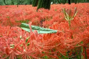 Photo: <a href="https://en.japantravel.com/saitama/manjushage-festival-koma/6594" target="_blank" rel="noreferrer noopener nofollow">Allan Murphy</a>