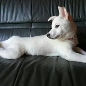 Youko Oyamatsu