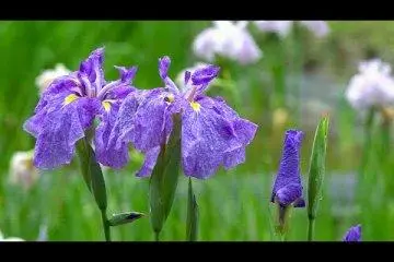 Cánh Đồng Hoa Diên Vĩ Ở Đền Minh Trị