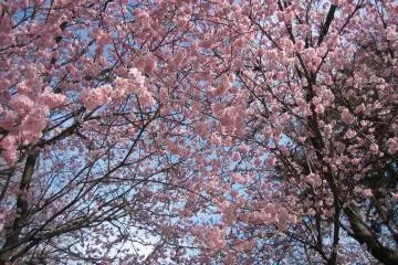 A tunnel of cherry blossom (Photo: Jeremy Hall)