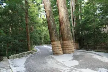 <p>The path to the shrine is surrounded by pristine ancient forest</p>