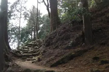 A forest fit for a movie setting