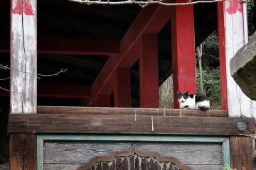 The grounds of Okuno-in are home to several cats, as well as chickens