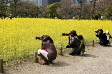 Yellow Flowers at Hamarikyu Garden