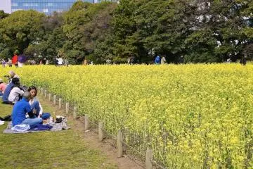 Yellow blossoms Hanami (Flower viewing) at Hamarikyu Garden