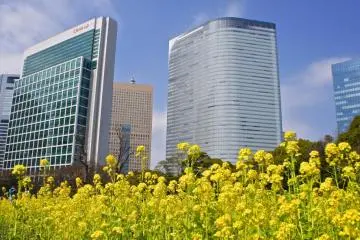 Shiodome skyscrapers backdrop to the yellow blossoms