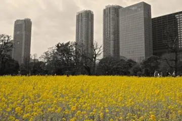 Yellow only color filter, Hamarikyu Garden