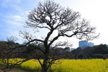 Second week of March, early for Sakura, but timely for rapeseed blossoms