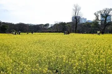 Sea of yellow at Hamarikyu Garden