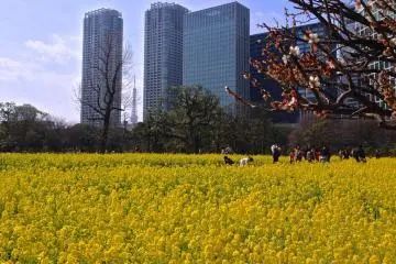 Tokyo Tower in the distance and a few plum blossoms in the front