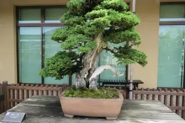 Black Pine Bonsai