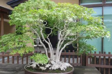 Japanese Maple Bonsai