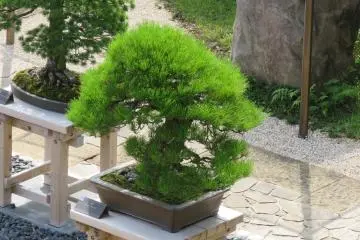 Black Pine in Bonsai Garden