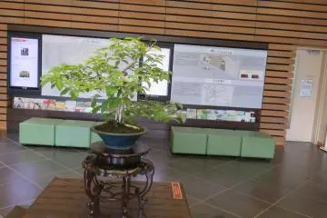 Konara Oak Bonsai