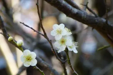 Pretty flowers of the plum tree