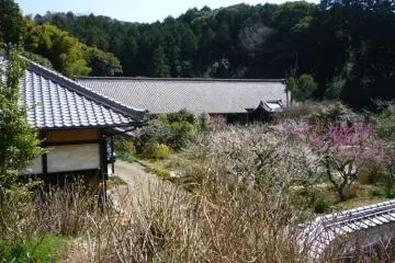 Plum, cherry and camellia blooms over Honkouji