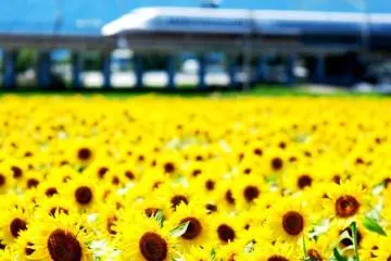 <p>Camina a trav&eacute;s de los girasoles de camino a Tokio desde Kioto</p>