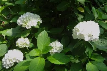 White Ajisai is elegant