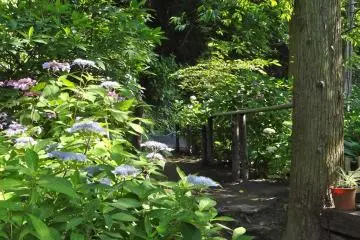 A path for viewing Ajisai flowers