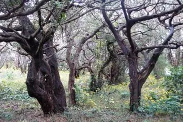 Strangely shaped trees near some WWII memorial stones
